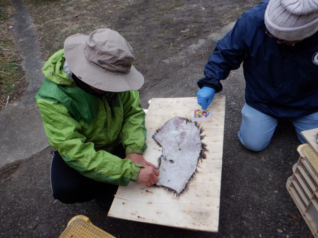 ③押しピンで板に止める